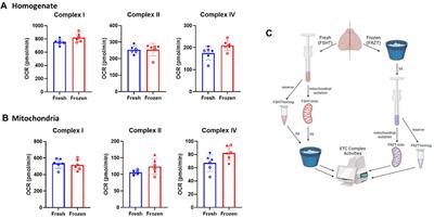 An efficient and high-throughput method for the evaluation of mitochondrial dysfunction in frozen brain samples after traumatic brain injury